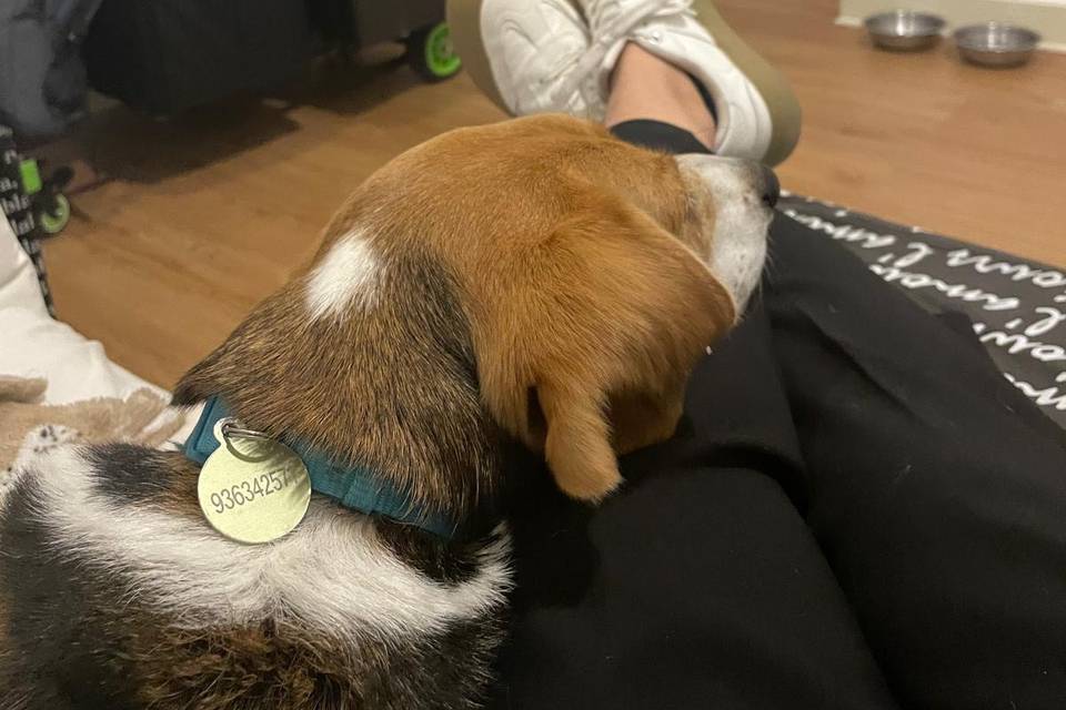 PWedding Pet Sitting