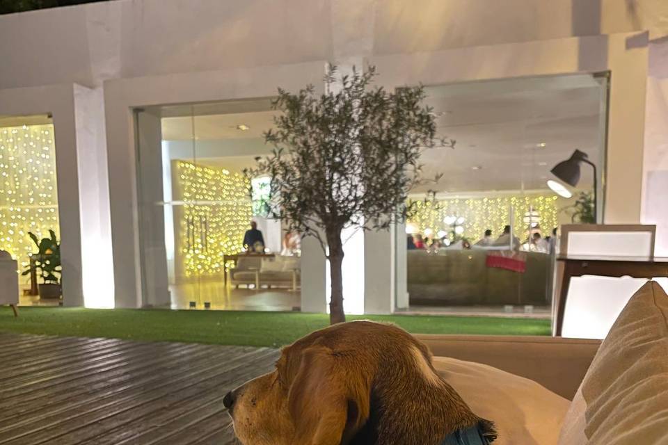 Wedding Pet Sitting