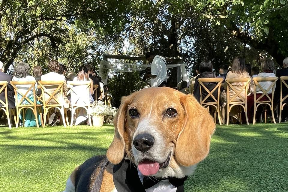 Wedding Pet Sitting