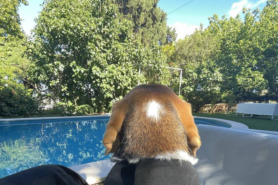 Wedding Pet Sitting