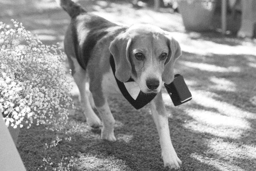 Wedding Pet Sitting