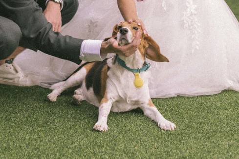 Wedding Pet Sitting