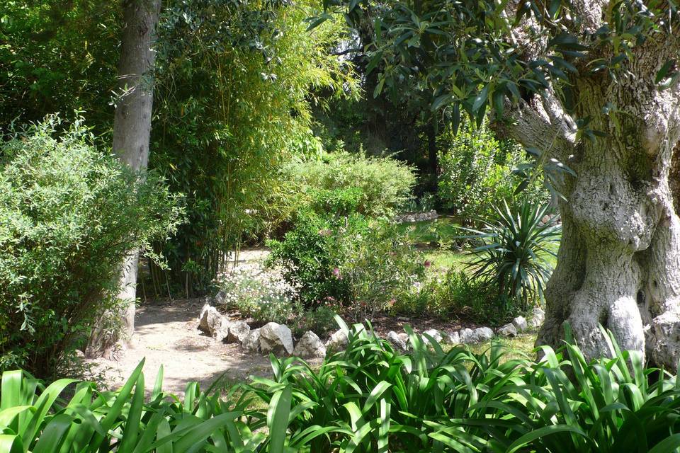 Jardim oliveiras centenárias