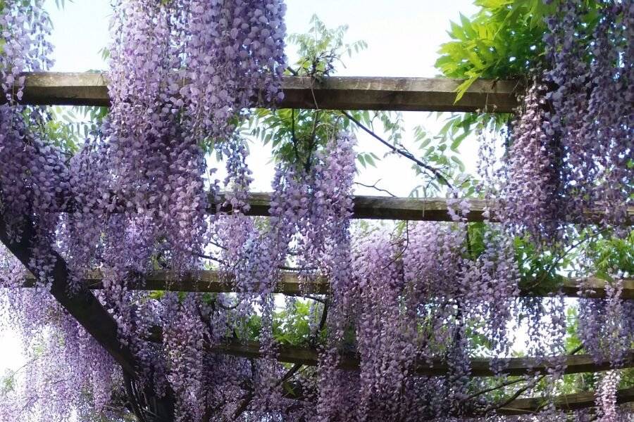 Pérgola na primavera