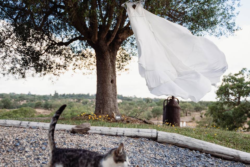 Casamento Verónica e Nélio