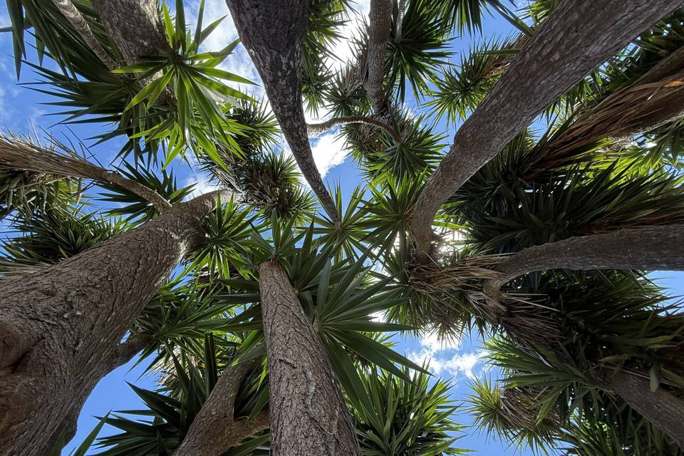 Yucca