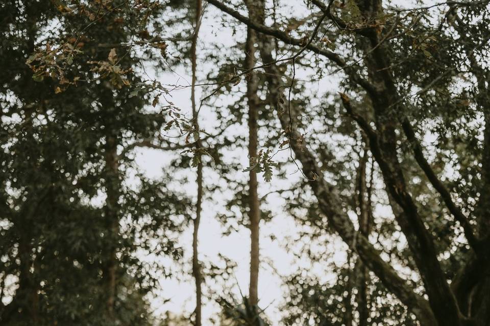 Espaço Bosque