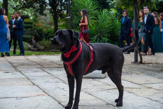 Dog School Braga