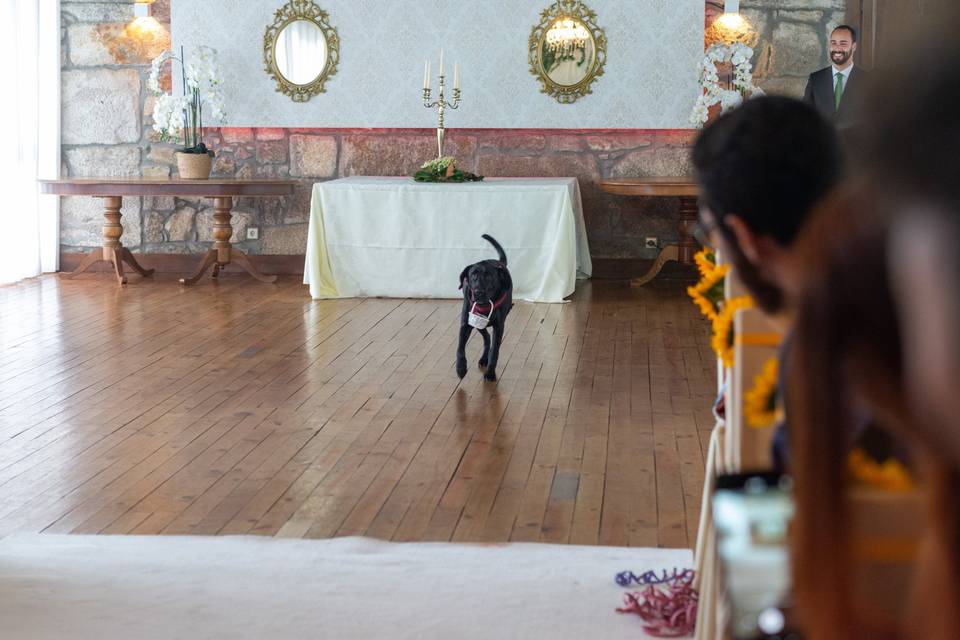 Cão 