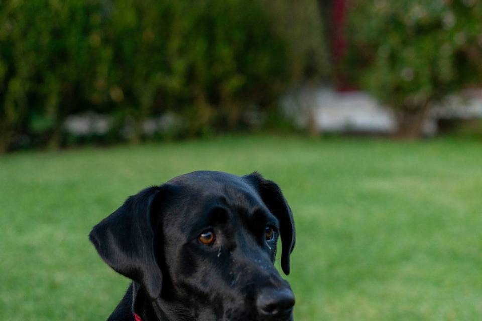 Sessão ao animal