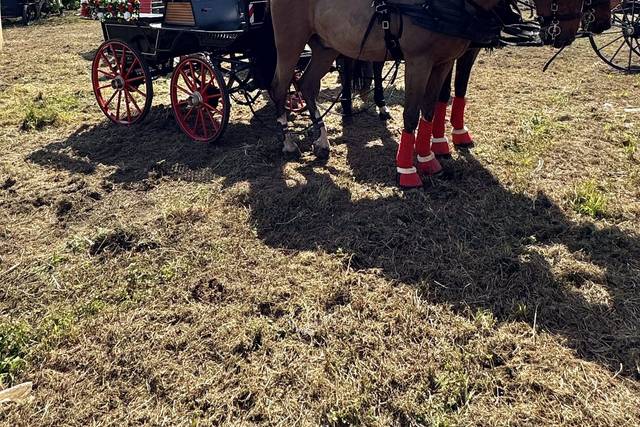 Dois cavalos