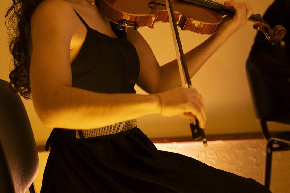 Violino