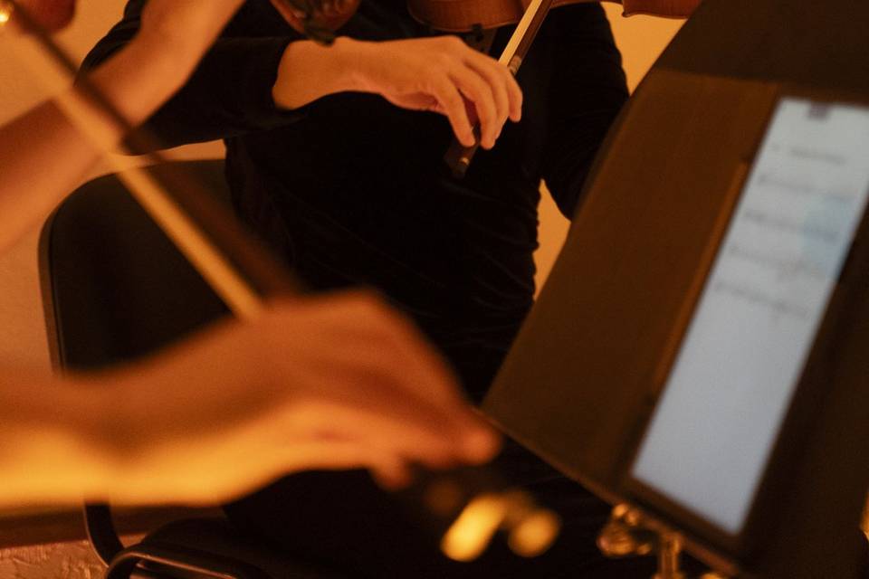 Violino