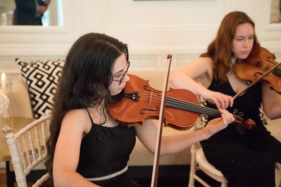 Violino