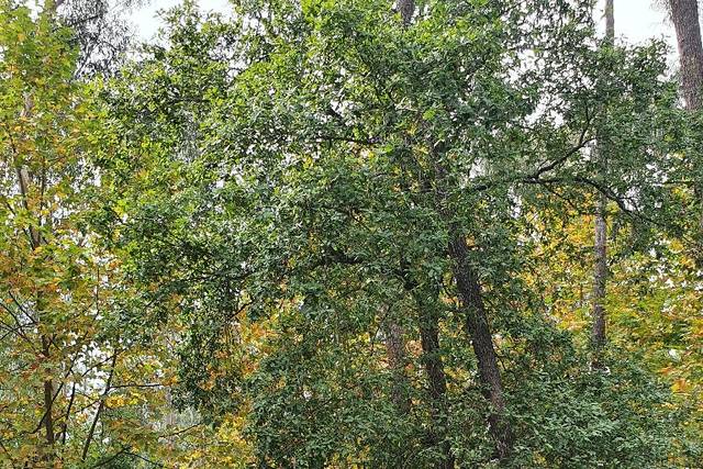 Casamento com Van ze