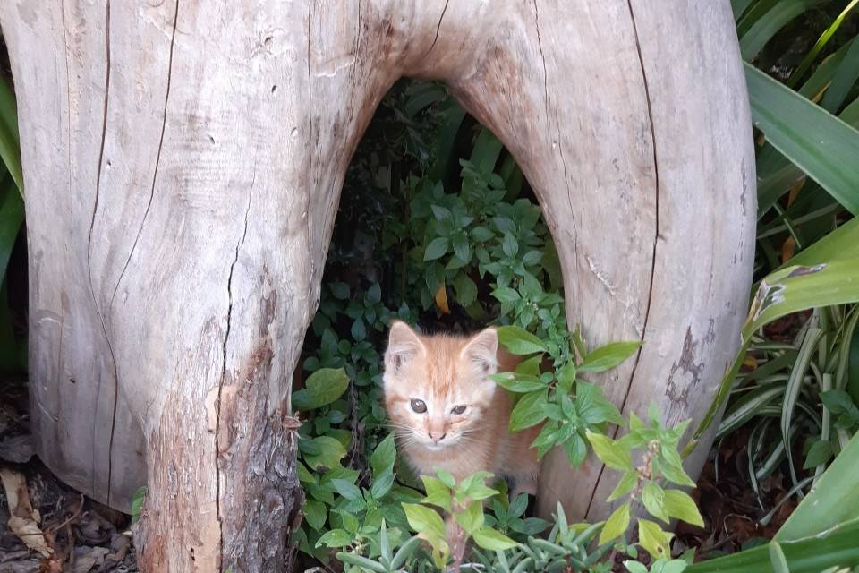 Animais da quinta