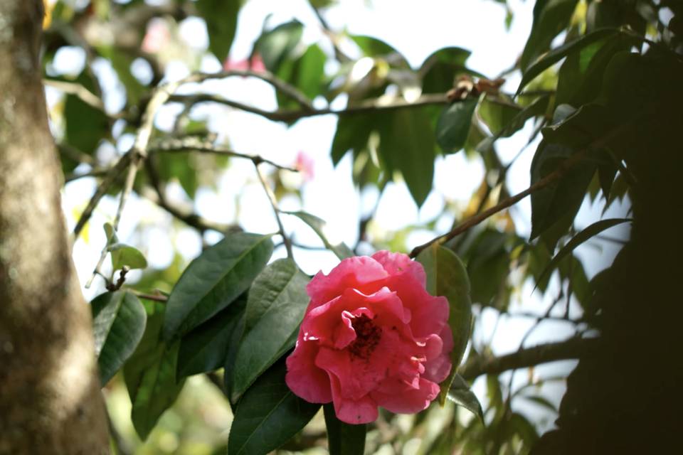 Junta das Flores