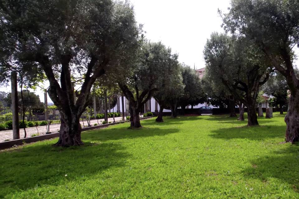 Floresta das Oliveira