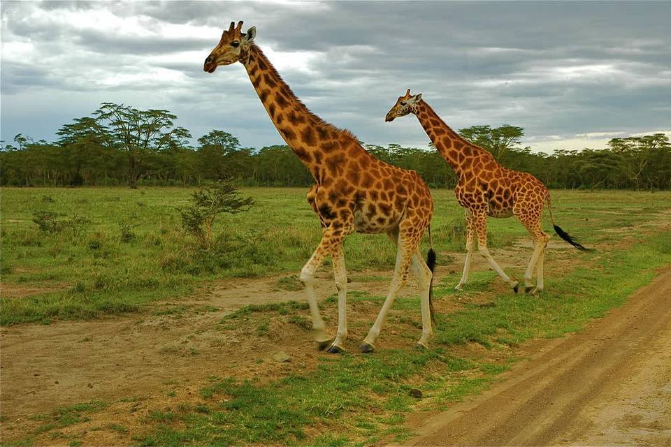 Safaris África