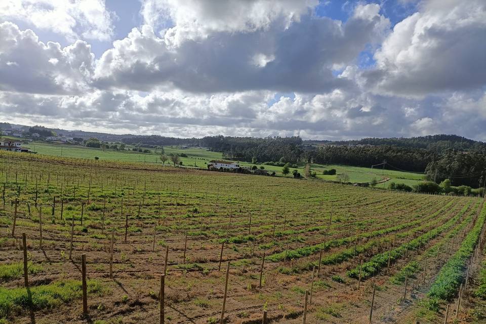 Vista das vinhas