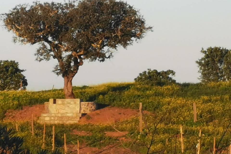 Paz e natureza