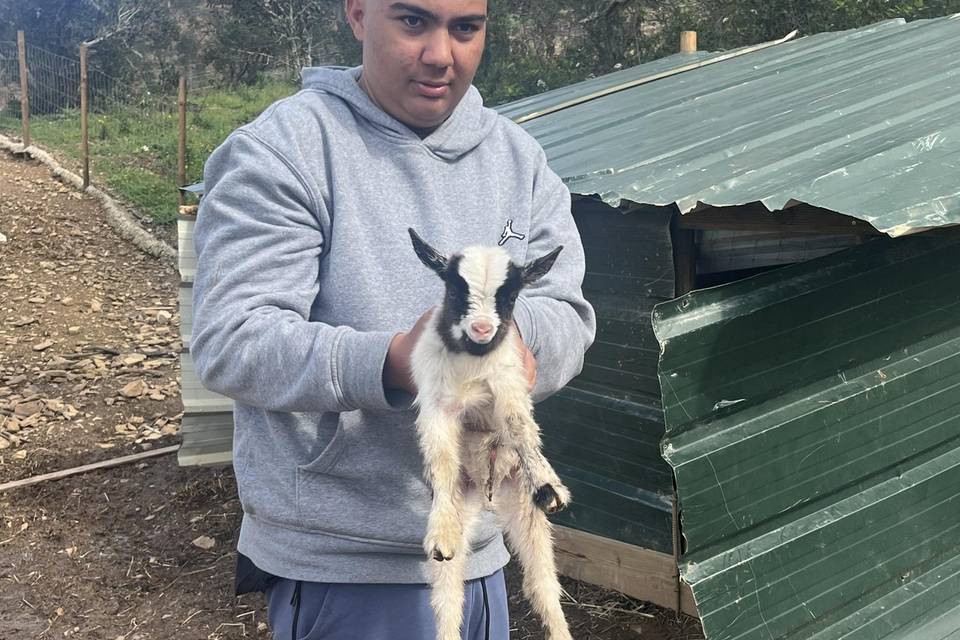 Nova criação cabras