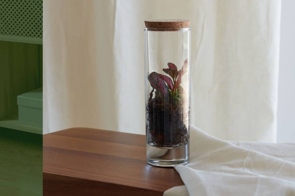 Terrário mini