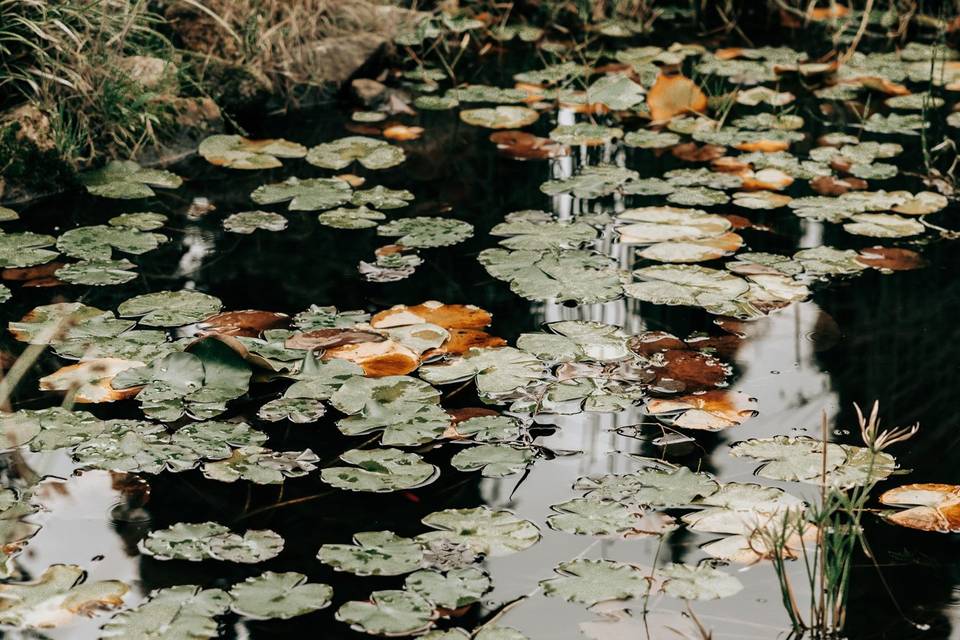 Leonel Jacinto Fotografia