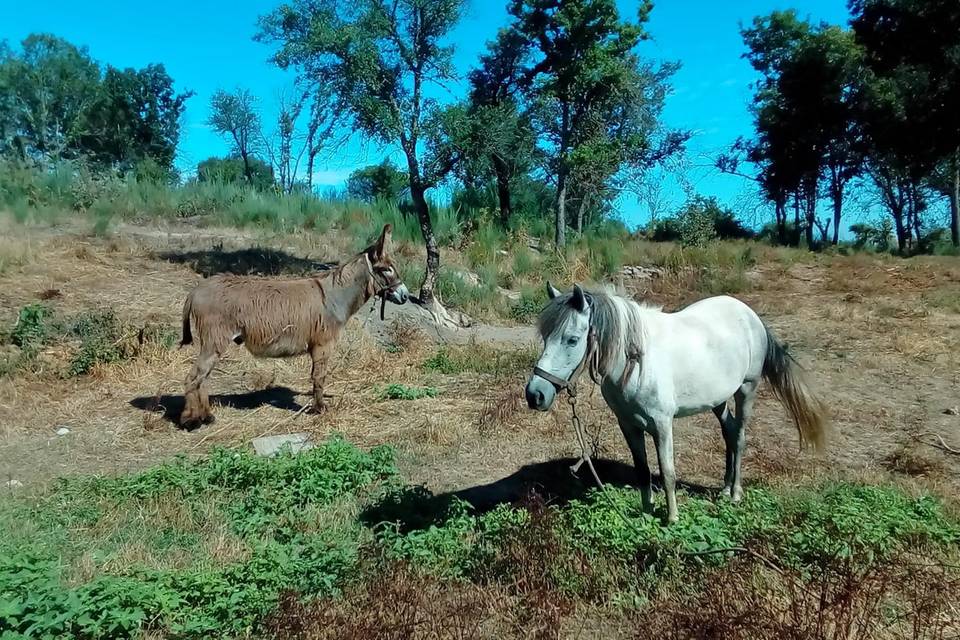 Os nossos animais