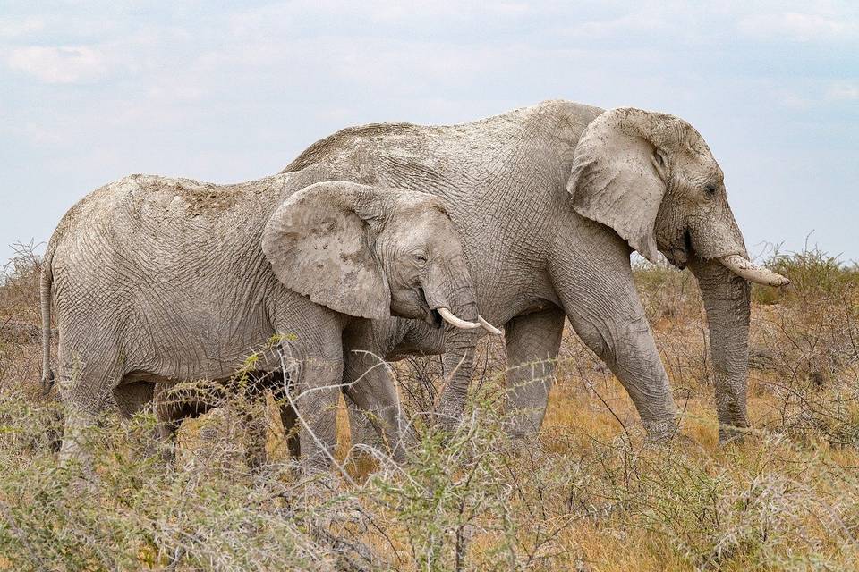 Safari