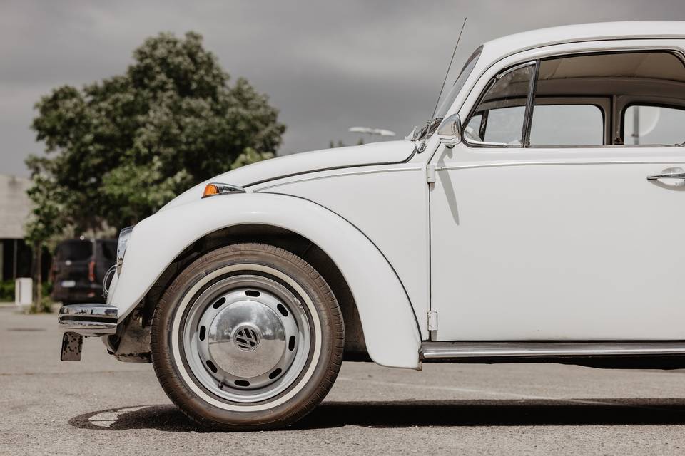Beetle