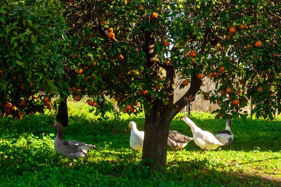 Laranjeiras, aves domésticas