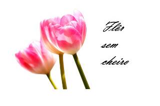 Flor sem cheiro logo