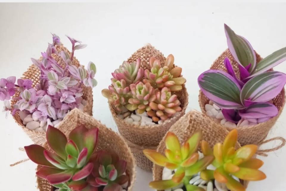 Lembranças com suculentas sele