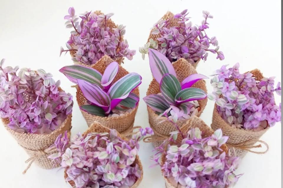 Callisias e Tradescantias
