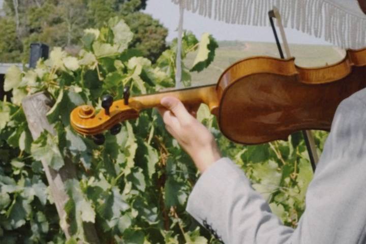 Um violino entre as vinhas