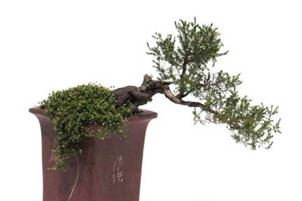 Arbole Bonsai