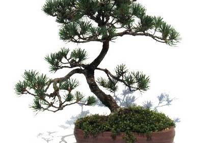 Pinus pentaphyla 29 anos