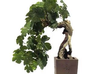 Vitis vinífera 60 anos