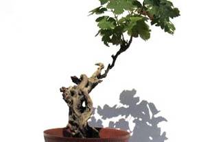 Arbole Bonsai