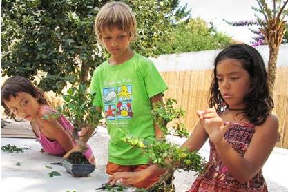 Bonsai para eventos