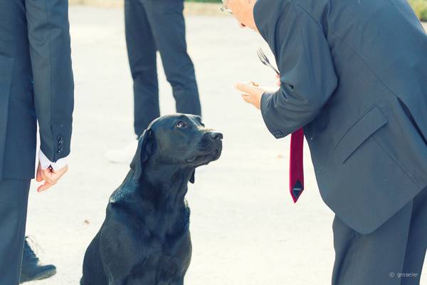 Cão no casamento