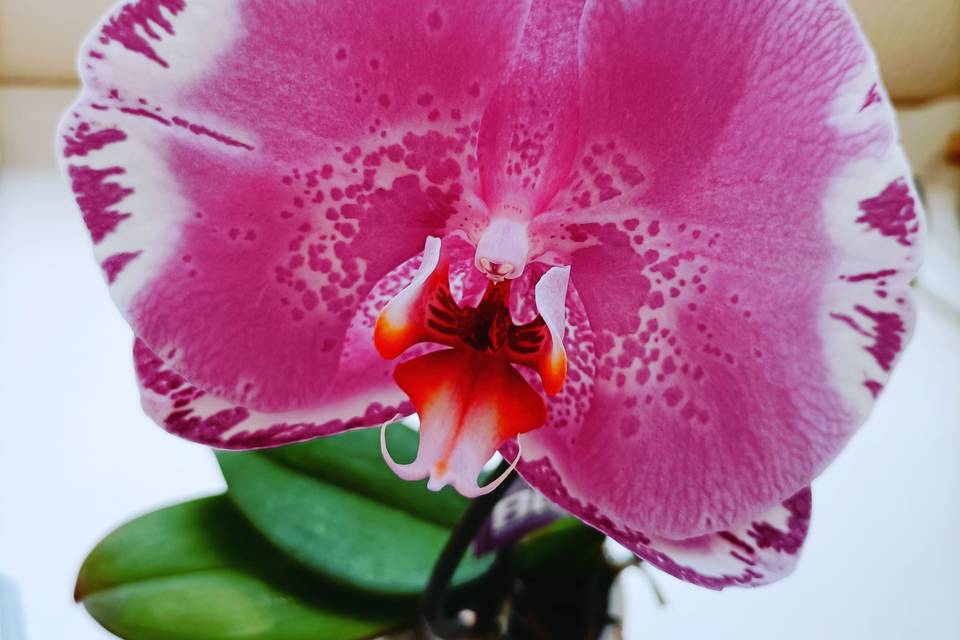 Orquídea Noivos