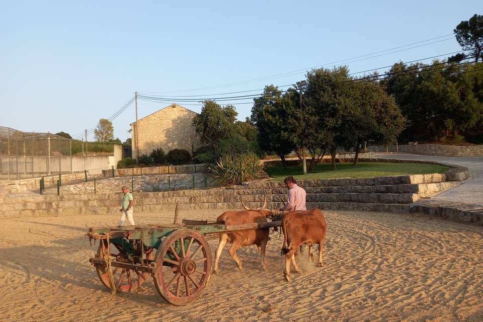 Junta de vacas e carro de bois