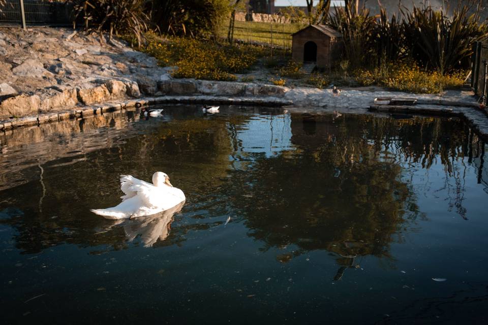 Lago dos patos