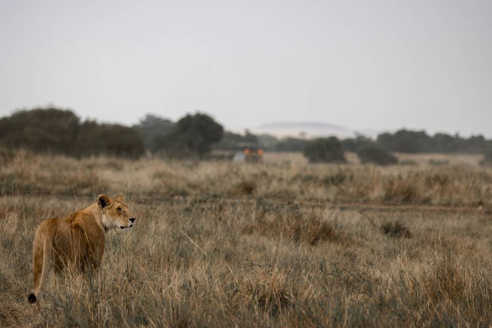 Safari no Quénia