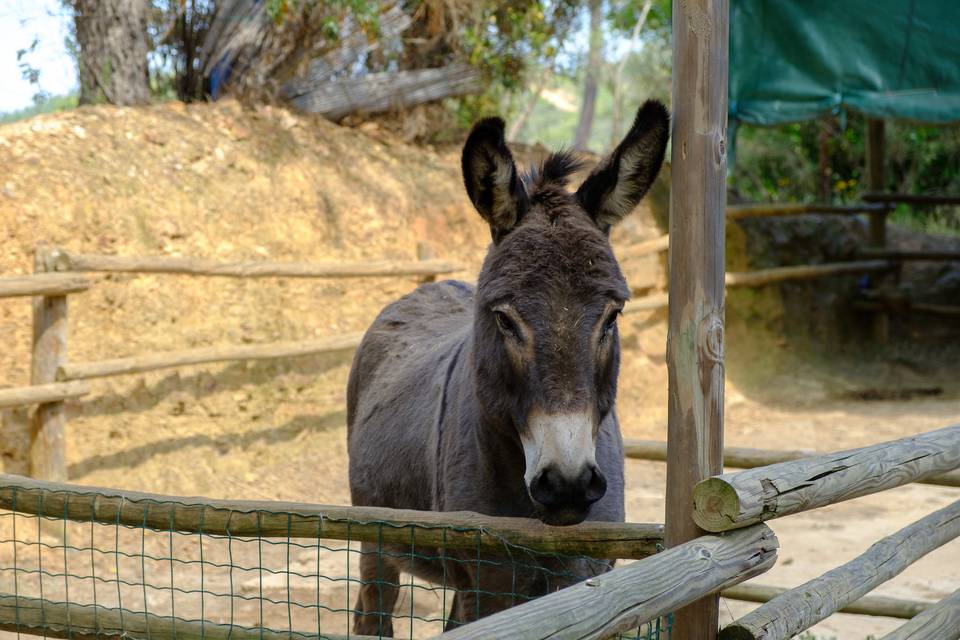 Animais de quinta