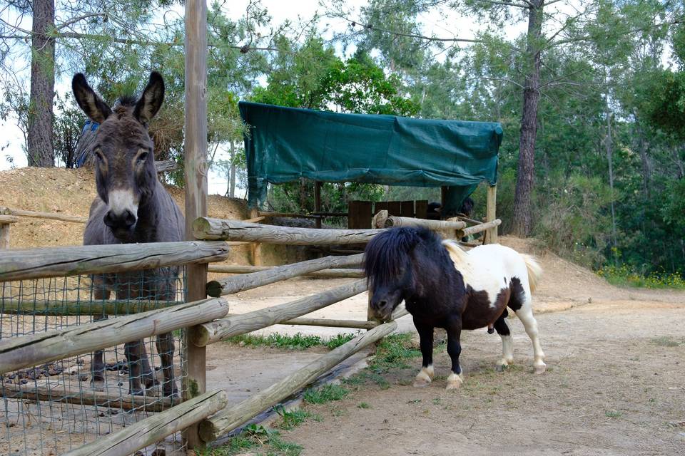 Animais de quinta