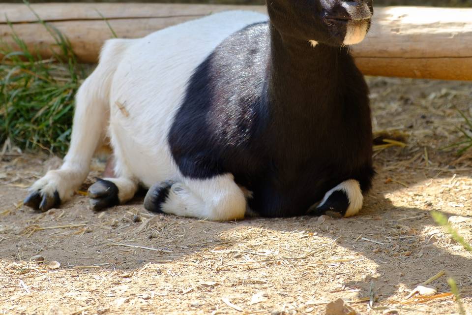 Animais de quinta