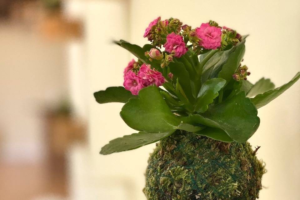 Kokedama mini